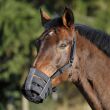 WALDHAUSEN Kaganiec materiałowy dla konia rozmiar pony - 2